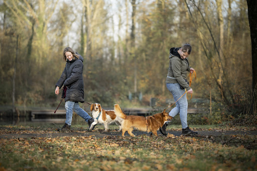 De Moderne Hond