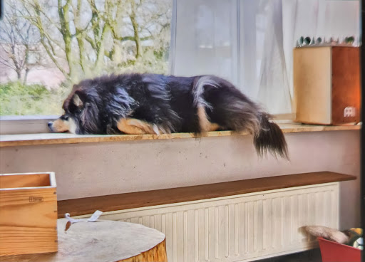ZOEK DE HOND OP DE VENSTERBANK & ROND HET HUIS EN PLAATS EEN FOTO!