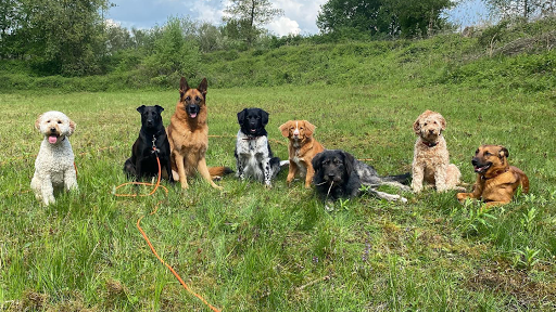Pack Training