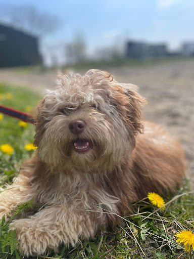 Canine Connection