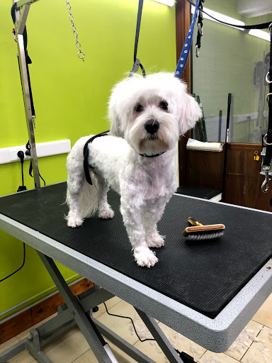 Meow, Woof & Coats (aka K9 Grooming)