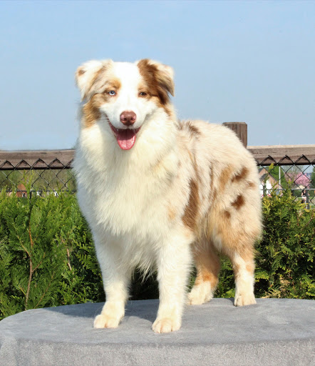 Australian Shepherd Breeder Dolci Angeli
