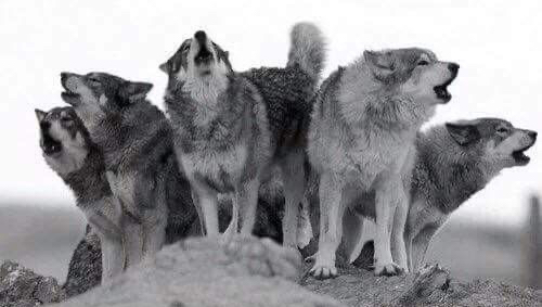 wonderwolfjes