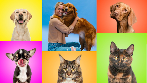 Photowoof Dog & Cat Photography