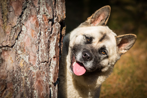 Hond in Harmonie