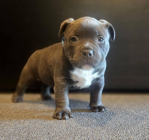 BullyFinder